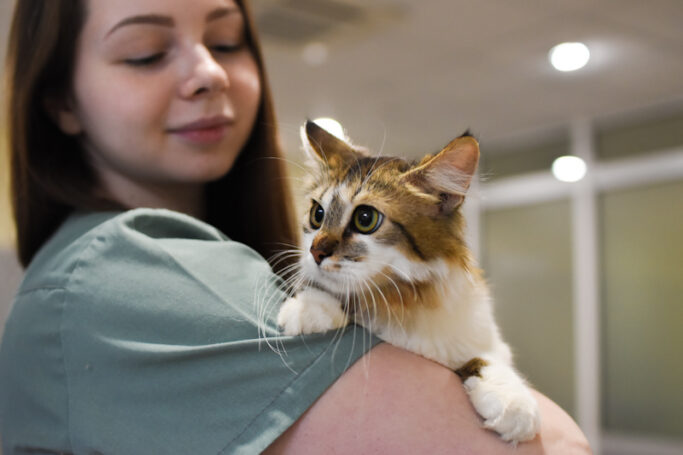 Исследование титра антител к вирусу бешенства кошек