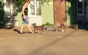 Лечение собаки в Харькове. До и после операции
